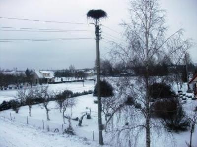 Žiema